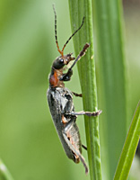 photograph of Soldier Beetle (Cantharis fusca)