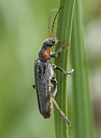 foto van zwartpootsoldaatje (Cantharis fusca)