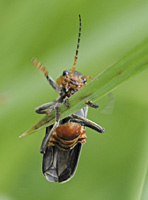 photograph of Soldier Beetle (Cantharis fusca)