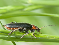 foto van zwartpootsoldaatje (Cantharis fusca)