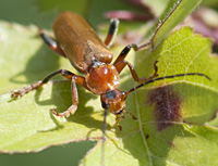 photograph of Soldier Beetle (Cantharis livida)