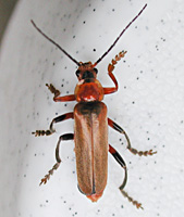 foto van geel soldaatje  (Cantharis livida)