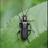 foto van een zwart soldaatje Cantharis obscura