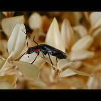 foto van een zwart soldaatje Cantharis obscura