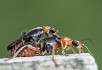 photograph of Soldier Beetle (Cantharis pellucida)