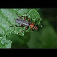 foto van  (Cantharis pellucida)