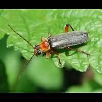 photograph Cantharis pellucida