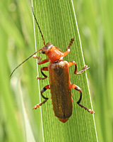 foto van geel soldaatje  (Cantharis rufa)