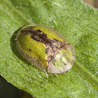 picture of Tortoise Beetle, Cassida vibex