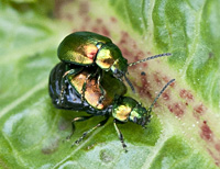 picture of Tansy Beetle, Chrysolina graminis