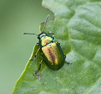 foto van Grote goudhaan, Chrysolina graminis