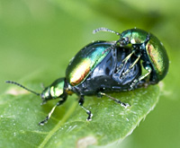 picture of Tansy Beetle, Chrysolina graminis