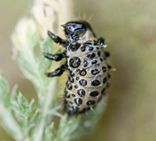 picture of Poplar Leaf Beetle, Chrysomela populi, Melastoma populi