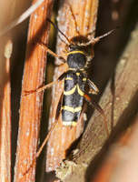 picture of Wasp Beetle, Clytus arietis