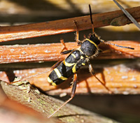 picture of Wasp Beetle, Clytus arietis