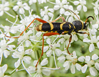 picture of Wasp Beetle, Clytus arietis