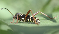 foto van Kleine Wespenboktor, Clytus arietis