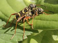 picture of Wasp Beetle, Clytus arietis