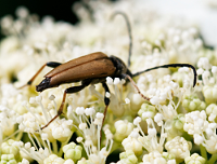 picture of Red Longhorn Beetle, Corymbia rubra / Stictoleptura rubra