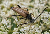 picture of Red Longhorn Beetle, Corymbia rubra / Stictoleptura rubra