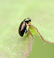 picture of Crepidodera aurea, Crepidodera aurea