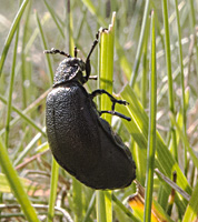 photograph of Galeruca tanaceti 