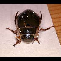 foto van Dytiscus marginalis, gewone geelrand, geelgerande waterkever, geelgerande watertor Dytiscus marginalis