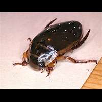 photo of beetle Water Tiger / Dytiscus marginalis