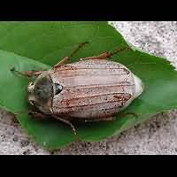 photo 3 of May Bug (melolontha melolontha) in close-up