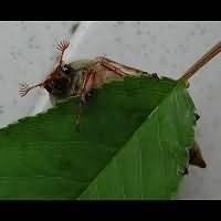 photo 7 of May Bug (melolontha melolontha) in close-up