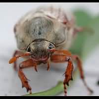 photo 4 of May Bug (melolontha melolontha) in close-up