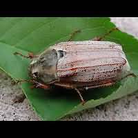 photo 9 of May Bug (melolontha melolontha) in close-up