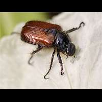 Garden Foliage Chafer