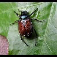 Rose Chafer