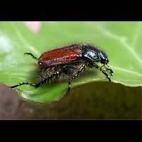 Garden Chafer