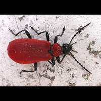 Black-headed Cardinal Beetle