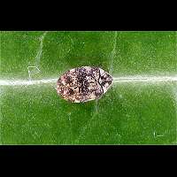 Photograph of Varied Carpet Beetle