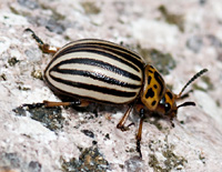 foto van Coloradokever, Leptinotarsa decemlineata