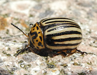 foto van Coloradokever, Leptinotarsa decemlineata