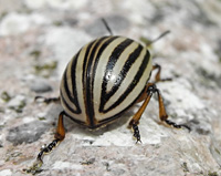 foto van Coloradokever, Leptinotarsa decemlineata