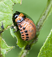 picture of Colorado Potato Beetle, Leptinotarsa decemlineata