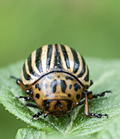 foto van Coloradokever, Leptinotarsa decemlineata