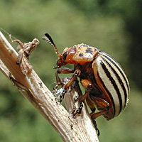 picture of Colorado Potato Beetle, Leptinotarsa decemlineata