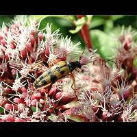 foto van Gevlekte Smalbok, Leptura maculata