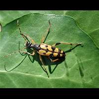 foto van  Leptura maculata