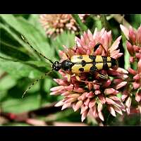 foto van Gevlekte Smalbok, Leptura maculata