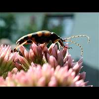 foto van Gevlekte Smalbok, Leptura maculata