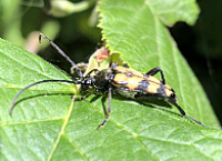 foto van Gevlekte smalboktor of Vierbandsmalbok, Leptura quadrifasciata