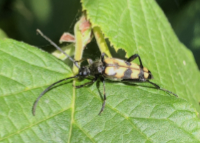 foto van Gevlekte smalboktor of Vierbandsmalbok, Leptura quadrifasciata