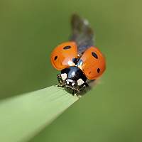 Coccinella septempunctata